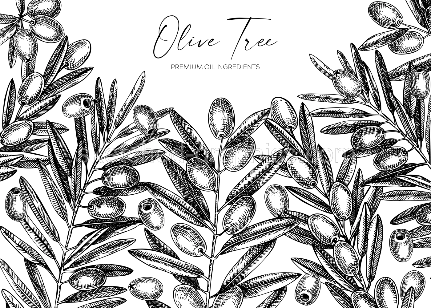 Olive branch background. Vector banner design with leaves and fruits sketches in vintage style. Vegetable oil ingredients illustration isolated on white. Olive plant template for print and packaging Illustration
